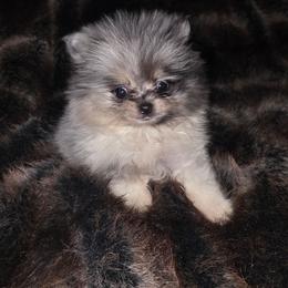 Hunnibunnies cookies and cream - Blue merle male Pomeranian puppy in Cleveland, Ohio from Hunnibunnies