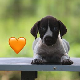 Orange - Liver and white female German Wirehaired Pointer puppy in Reddick, Florida from Afterhours German Wirehaired Pointers and Basset Fauve de Bretagne