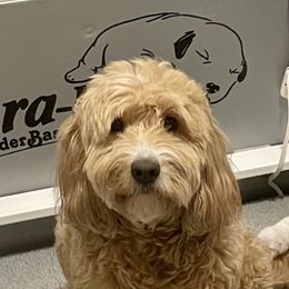 Ivy June - Goldendoodle