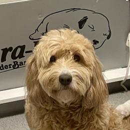 Ivy June - Goldendoodle