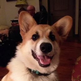 Pembroke Welsh Corgis from Em and Em Farm