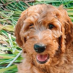 Sunni - Irish Doodle puppy in New Mexico from Foxrun Litters