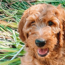 Sunni - Irish Doodle puppy in New Mexico from Foxrun Litters