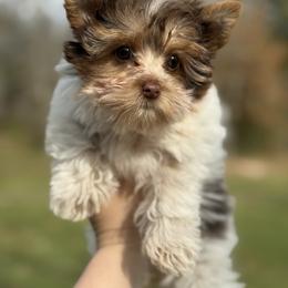 Daisy - Chocolate, tan and white female Yorkshire Terrier puppy in Liberty, Texas from Tiny Yorkshire pups