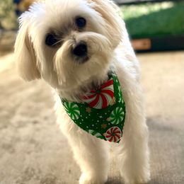 Cavapoochon, Maltese, Maltipoo, Morkie, Yorkipoo, and Yorkshire Terrier All Grown Up from MC Kennels
