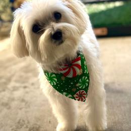 Cavapoochon, Maltese, Maltipoo, Morkie, Yorkipoo, and Yorkshire Terrier All Grown Up from MC Kennels