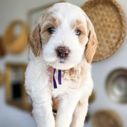 Poppy - Parti female Goldendoodle puppy in Moses Lake, Washington from Macy Meadows Doodles
