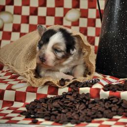 Australian Shepherd Puppies from Dovehawk Australian Shepherds