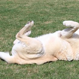 Labrador Retriever All Grown Up from High Roller Labradors
