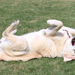 Labrador Retriever All Grown Up from High Roller Labradors