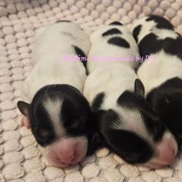 Panda 1875 - Piebald female Dachshund puppy in Ben Wheeler, Texas from Anytime Dachshunds by D.B.
