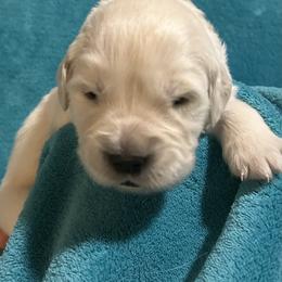 Peaches - Light golden female Golden Retriever puppy in Ennis, Texas from Amberidge Golden Retrievers
