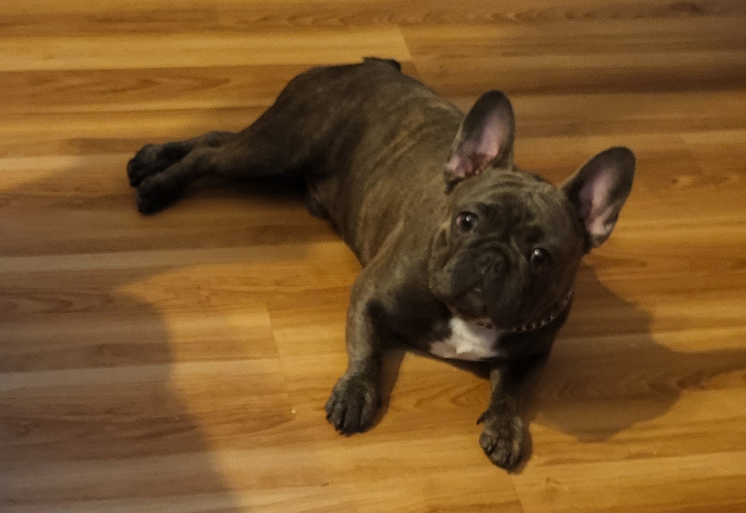 Kash - French Bulldog