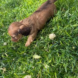 Forrest - Cream male Dachshund puppy in Elko, Nevada from Willow Creek Acres Dachshunds & Collies