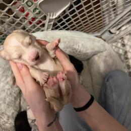 Athena Full AKC Female 4 - Cream female Dachshund puppy in Erie, Michigan from Champagne’s Grinch Toe’d Dachshunds
