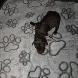 Dixie-lavender collar - Brown female Bernedoodle puppy in Aurora, Colorado from Simply Amazing Doodles