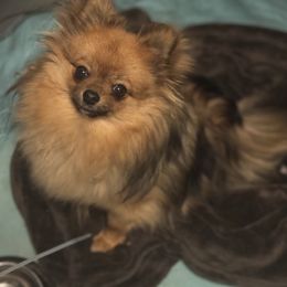 Lulu - Pomeranian