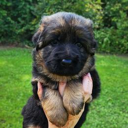 Todd - Black and red male German Shepherd puppy in White Cloud, Michigan from Von WestLynn German Shepherds