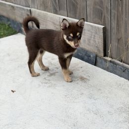 Birkin - Chocolate female Pomsky puppy in Las Vegas, California from Lovely Pomsky