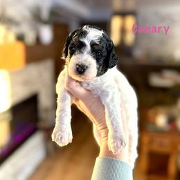 Canary - Black and white female Bernedoodle puppy in Midland, Michigan from Northern Charm Farm
