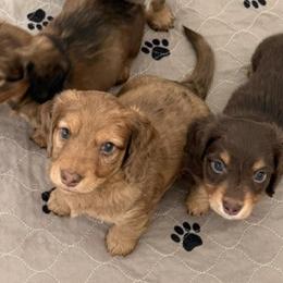 Dachshunds from Devoted Doxies Cream Dachshund