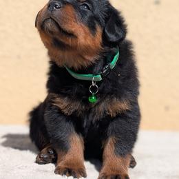 Green - Black and mahogany male Rottweiler puppy in Oroville, California from Von Brennan kennels