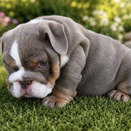 Tina - Lilac tri-color female Bulldog puppy in Bell Gardens, California from G bulldogs