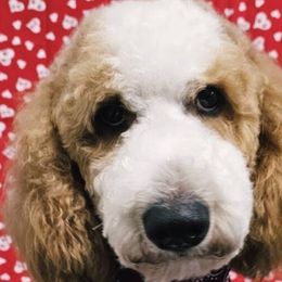 Goldendoodles from Dana Walters