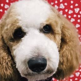 Goldendoodles from Dana Walters