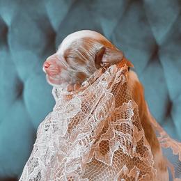 Cavalier King Charles Spaniel and Cavapoo Puppies from Cavapoo Puppy Parade