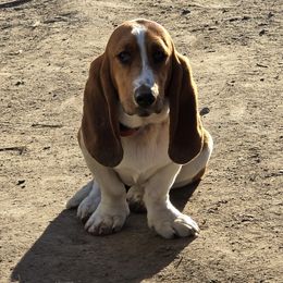 Fern - Basset Hound
