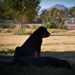 Rottweiler Puppies from Gottlïchen Rottweilers