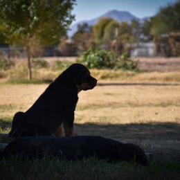 Rottweiler Puppies from Gottlïchen Rottweilers