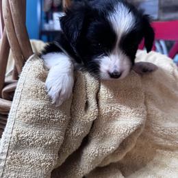 Tiny - Black & white female Miniature Australian Shepherd puppy in Mount Airy, North Carolina from Brickell Farms