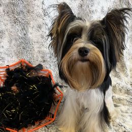 Messi - Black tan and white male Biewer Terrier puppy in Chester, South Carolina from Classic Biewers