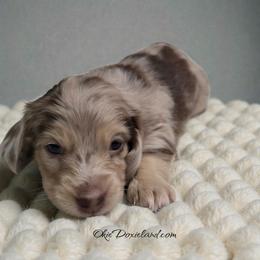 Birdie - Chocolate and cream female Dachshund puppy in Oklahoma City, Oklahoma from OkieDoxieland Dachshunds