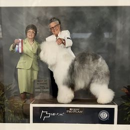 Time - Old English Sheepdog