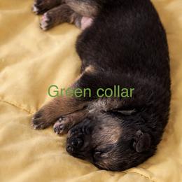 B-3 - Black and tan male German Shepherd puppy in Yuba City, California from Barton’s German Shepherds