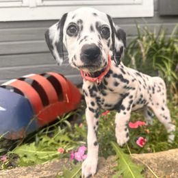 Nebula - White and black female Dalmatian puppy in Arlington, Texas from Bri’s Spot Garden - Glasscock Dalmatians