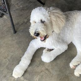 Goldendoodles from Rockin Bone Doodles