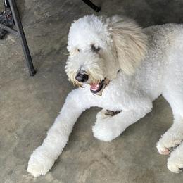 Goldendoodles from Rockin Bone Doodles
