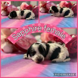 Sapphire - Piebald female Dachshund puppy in Elko, Nevada from Willow Creek Dachshunds, and Collies