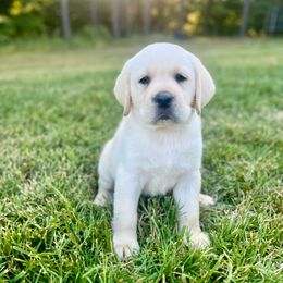 Boy 3 - Yellow Labrador Retriever puppy in Waxhaw, North Carolina from Blacks Run Retrievers