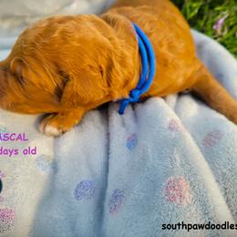 Rascal - Red  male Goldendoodle puppy in Greer, South Carolina from South Paw Doodles