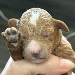 Phoenix - Parti female Poodle puppy in Mount Vernon, Illinois from AMC Poodles