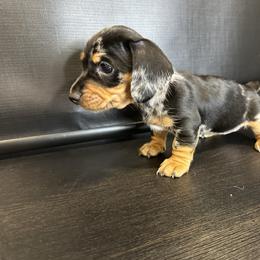 Pepper - Black and tan female Dachshund puppy in Nederland, Texas from M & M Pups