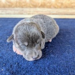 Marilla Cuthbert - Gray and white female American Corgi puppy in Shawnee, Oklahoma from Sunray Ranch