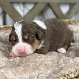Girl 1 - Red tri-color female Australian Shepherd puppy in Volant, Pennsylvania from Addie's Aussies