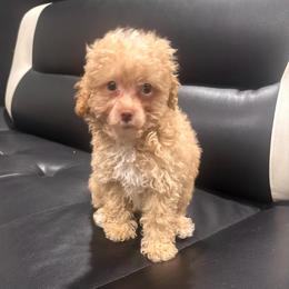 Dewey - Cafe au lait male Poodle puppy in Chattanooga, Tennessee from SoftPaw Kennels