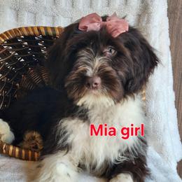 Mia - Brown and white female Portuguese Water Dog puppy in Narvon, Pennsylvania from Prized Family Porties